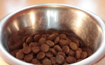Could Certain Dog Foods Cause Heart Failure?