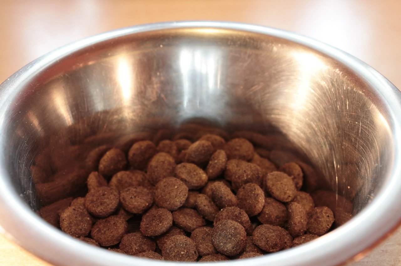 Could Certain Dog Foods Cause Heart Failure? ParsleyPet Wellness