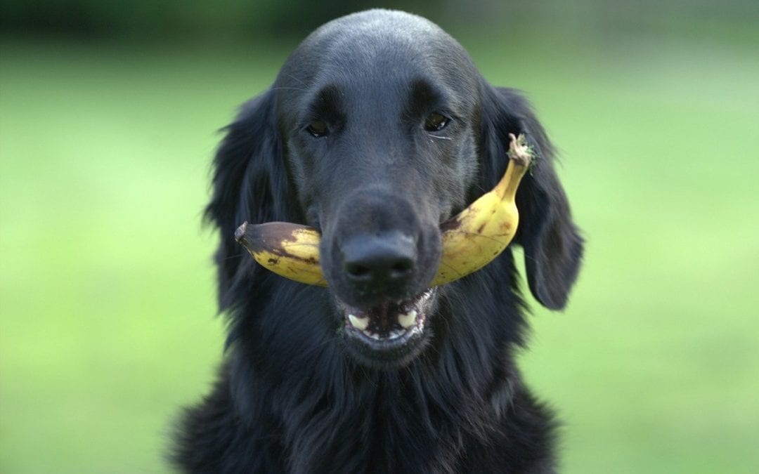3 Easy Ways to Add Potassium to Your Dog’s Diet