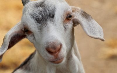 3 Reasons to Feed Goat’s Milk to Your Dog