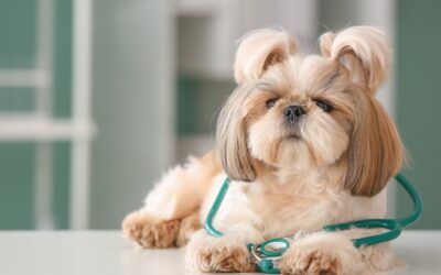 Understanding Addison’s Disease in Dogs and Cats: A Wholistic Perspective